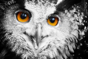 owl, Face, Eyes