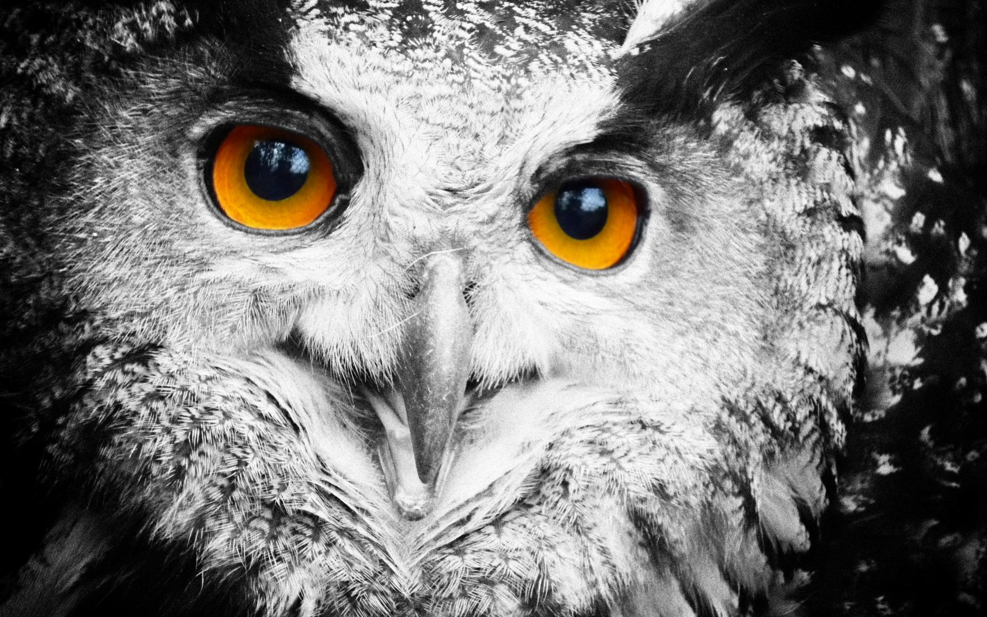 owl, Face, Eyes Wallpaper
