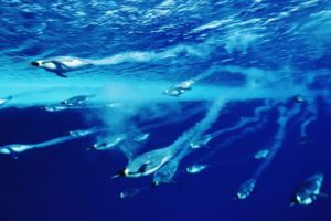 penguins, Underwater, Ocean