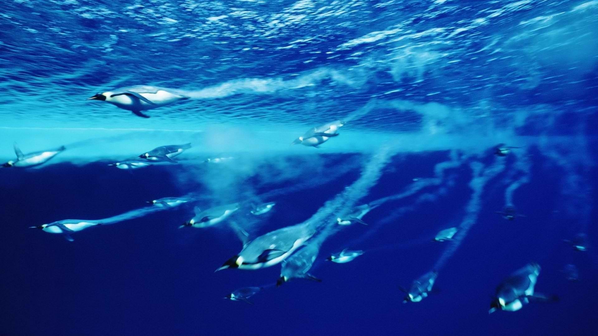 penguins, Underwater, Ocean Wallpaper