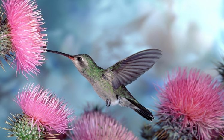 birds, Wildlife, Hummingbirds, Cactus, Flowers HD Wallpaper Desktop Background