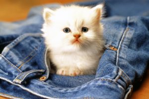 jeans, Cats, Kittens, Pocket