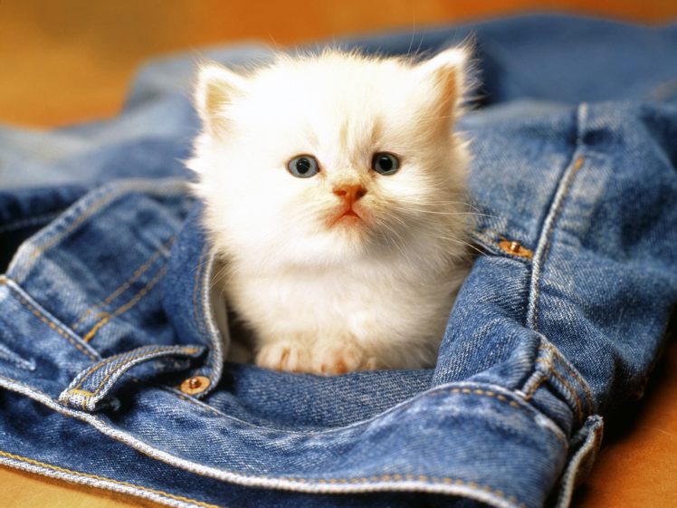 jeans, Cats, Kittens, Pocket HD Wallpaper Desktop Background