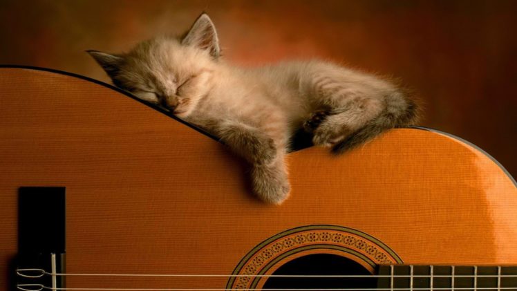 animals, Guitars, Sleeping, Kittens HD Wallpaper Desktop Background