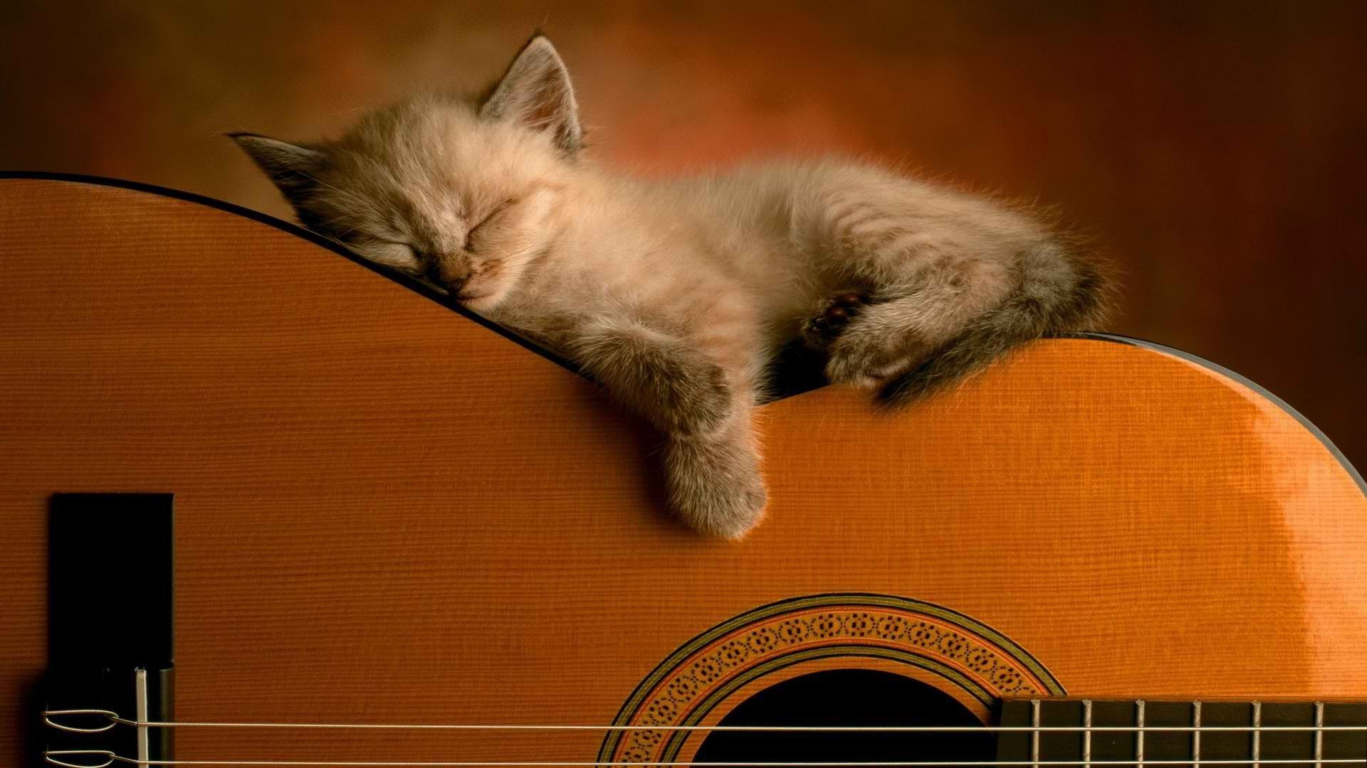 animals, Guitars, Sleeping, Kittens Wallpaper