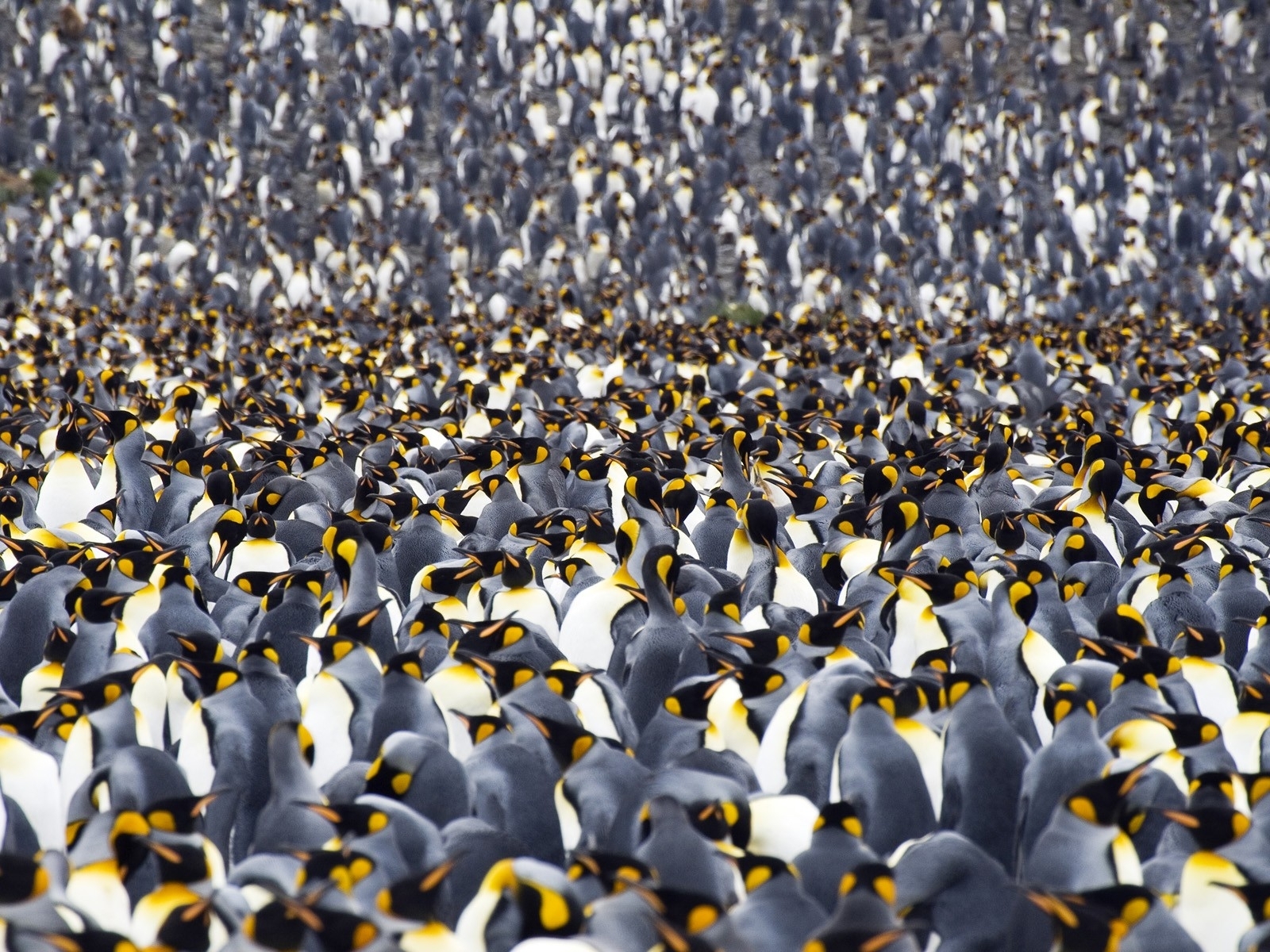 penguins Wallpaper