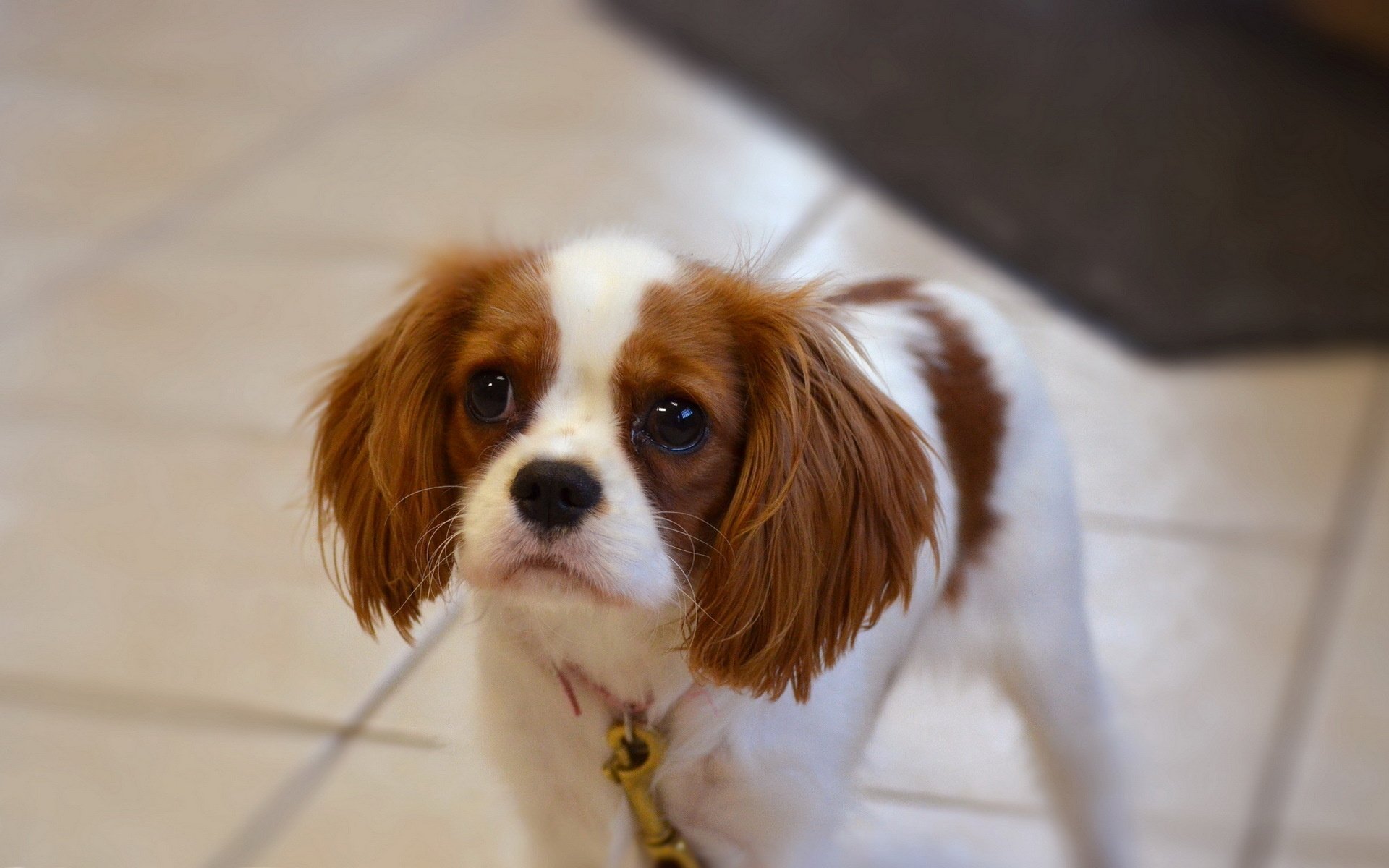 puppy, Eyes, Dog Wallpaper