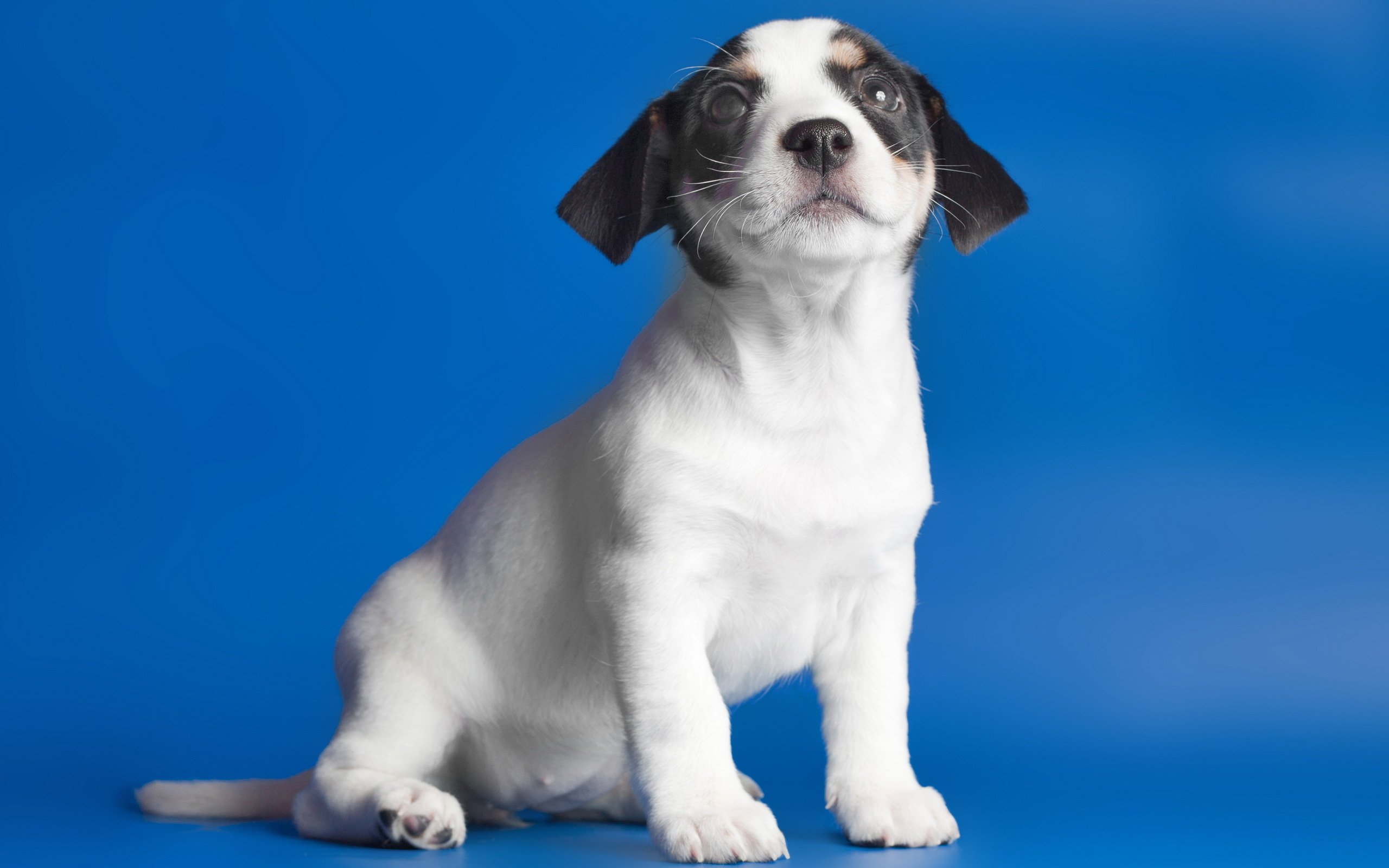 view, Dog, Background, Puppy Wallpaper