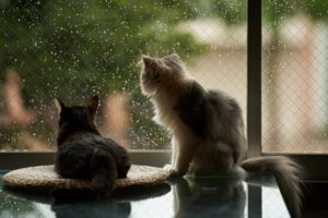 window, Cat, House, Rain