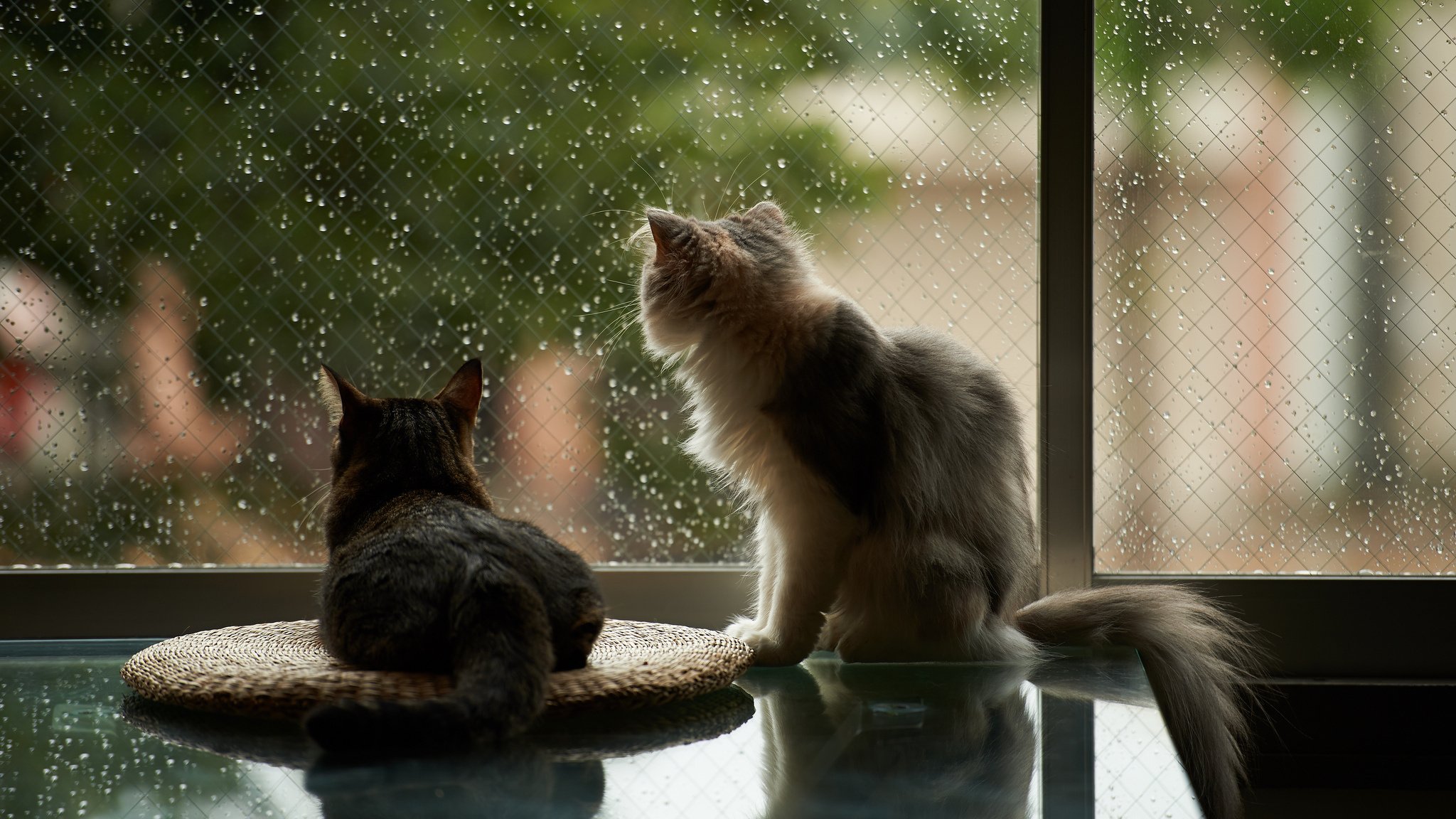 window, Cat, House, Rain Wallpaper