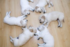 animals, Funny, Puppies, Sleeping