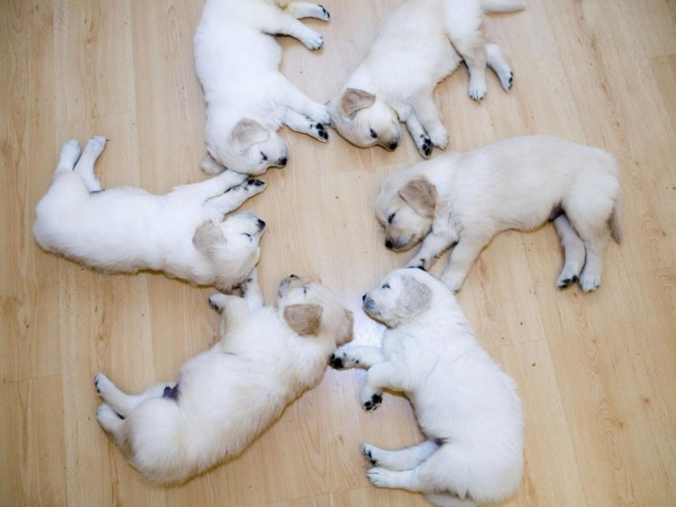 animals, Funny, Puppies, Sleeping HD Wallpaper Desktop Background