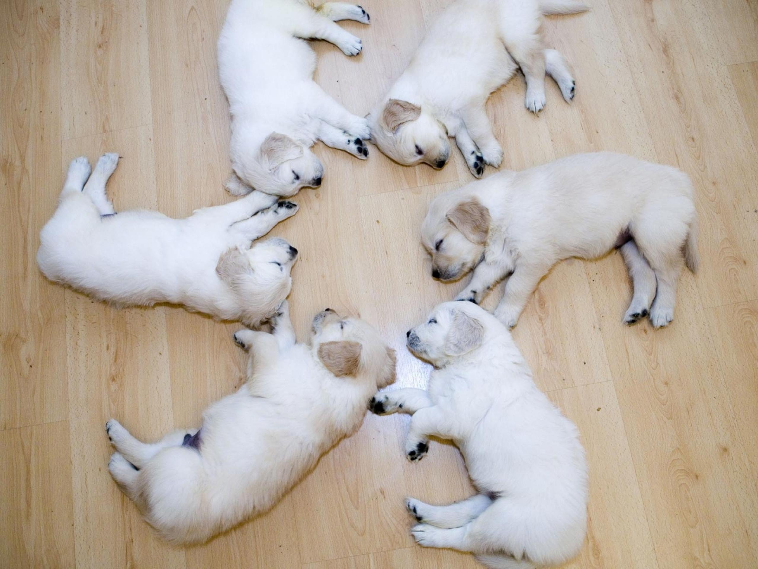 animals, Funny, Puppies, Sleeping Wallpaper