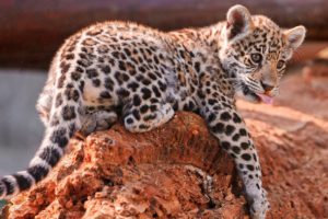 jaguar, Cub