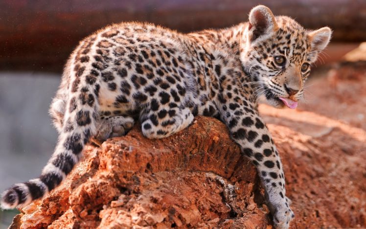 jaguar, Cub HD Wallpaper Desktop Background