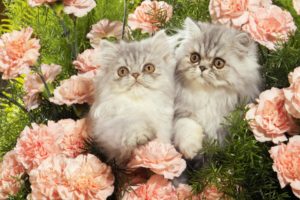 cats, Kittens, Roses, Baby, Animals