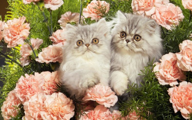 cats, Kittens, Roses, Baby, Animals HD Wallpaper Desktop Background