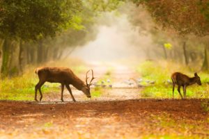 deer, Trail, Birds, Fog, Trees