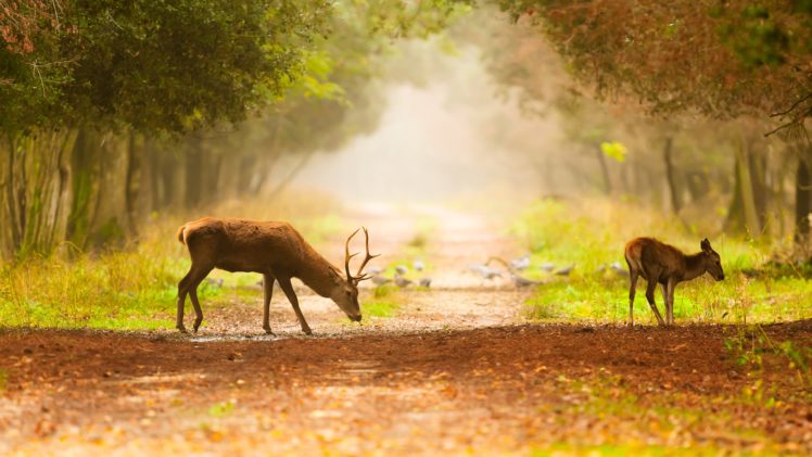deer, Trail, Birds, Fog, Trees HD Wallpaper Desktop Background