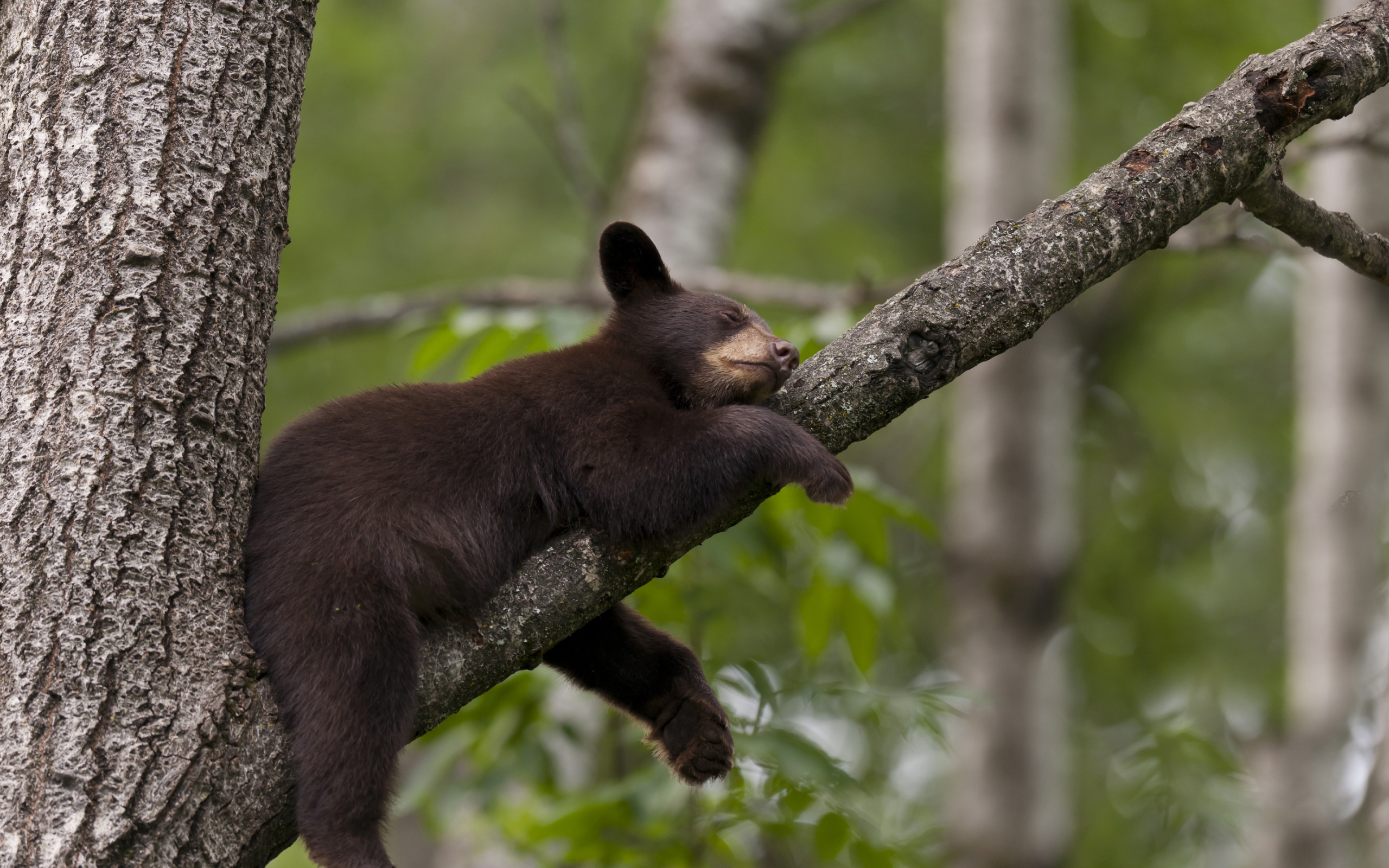 little, Bear, Sleeping Wallpaper