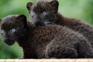 black, Animals, Panthers, Baby, Animals