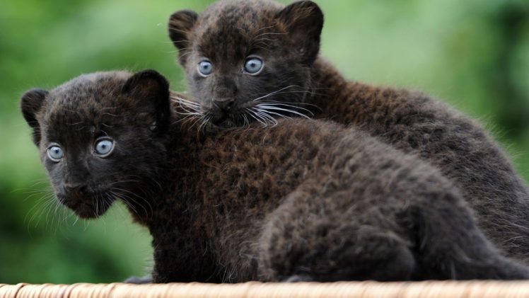 black, Animals, Panthers, Baby, Animals HD Wallpaper Desktop Background