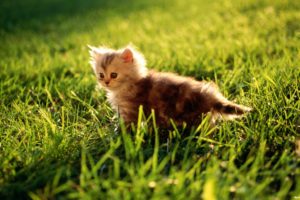 light, Sun, Animals, Grass, Kittens