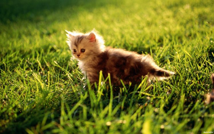 light, Sun, Animals, Grass, Kittens HD Wallpaper Desktop Background