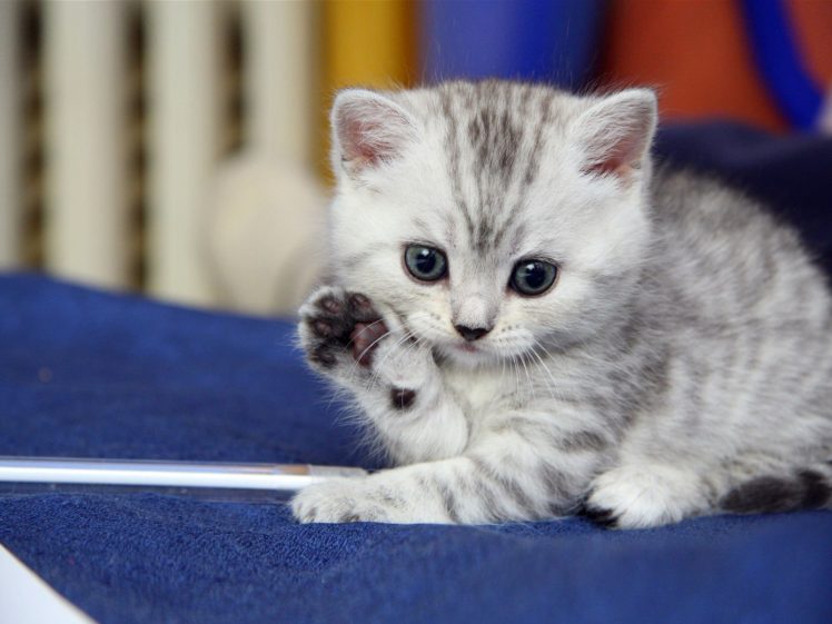 cats, Animals, Kittens HD Wallpaper Desktop Background