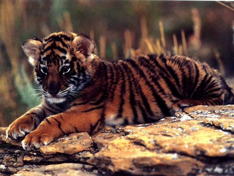 animals, Tigers, Baby, Animals HD Wallpaper Desktop Background