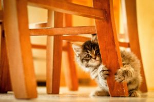 cats, Animals, Chairs, Kittens