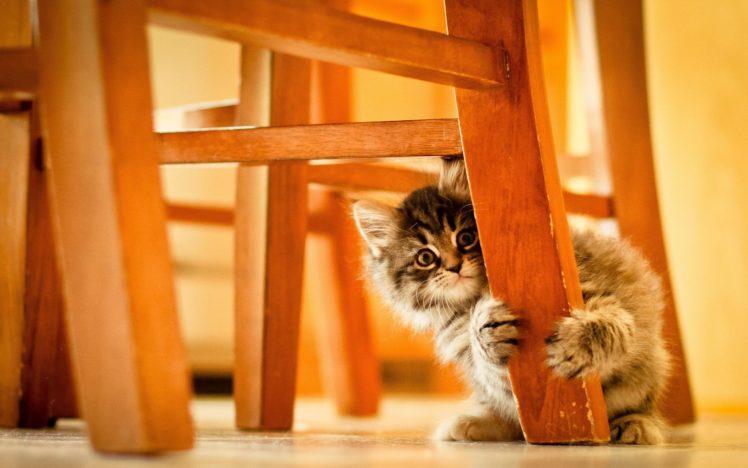 cats, Animals, Chairs, Kittens HD Wallpaper Desktop Background
