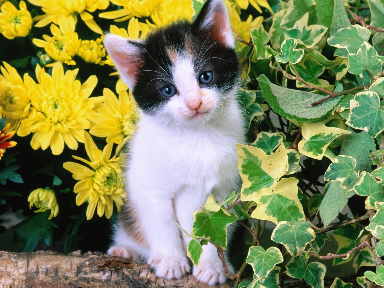 animals Wallpaper