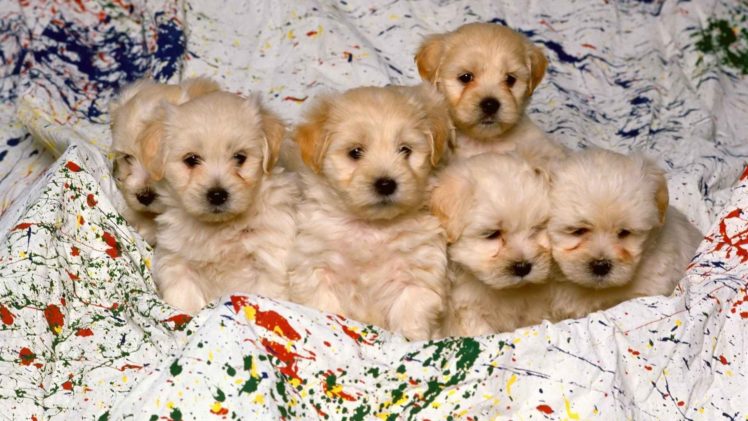 white, Animals, Puppies, Breed HD Wallpaper Desktop Background