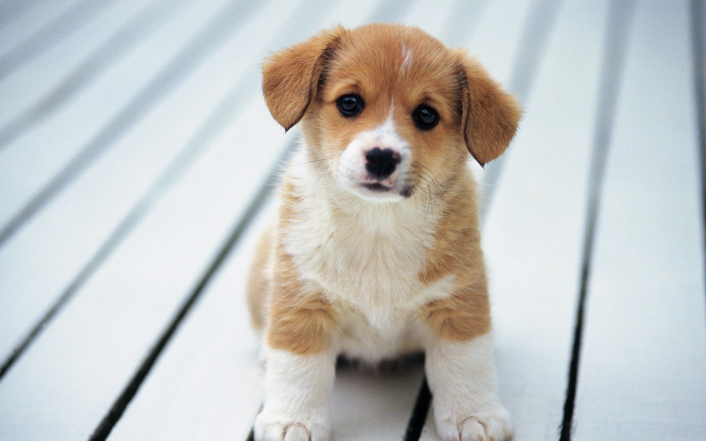animals, Dogs, Puppies, Pets Wallpaper