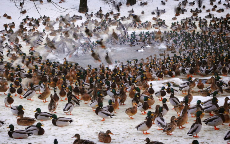 waterfowl, Fowl, Ducks, Flock HD Wallpaper Desktop Background