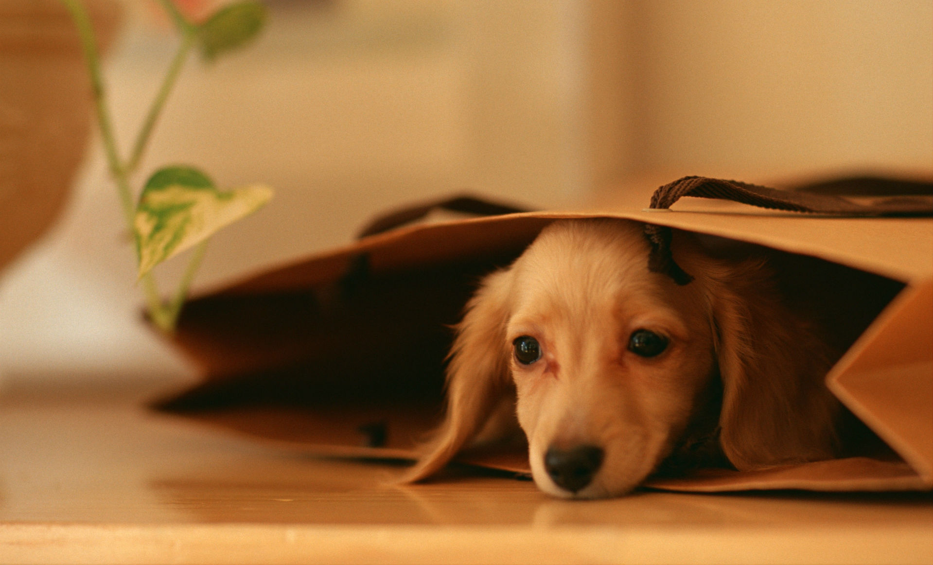 dogs Wallpaper