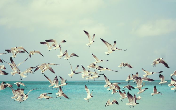 nature, Ocean, Gulls, Sky HD Wallpaper Desktop Background