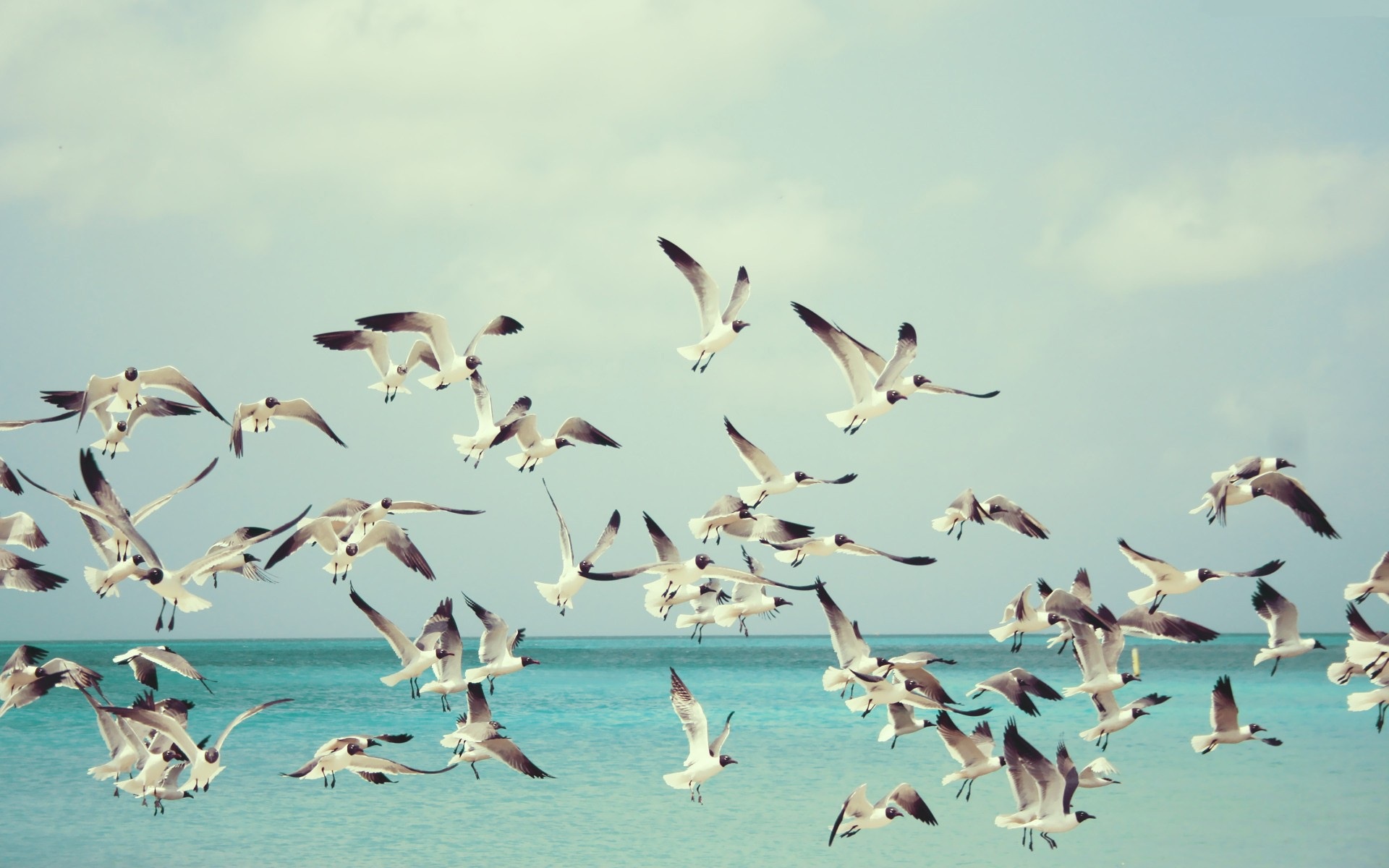 nature, Ocean, Gulls, Sky Wallpaper