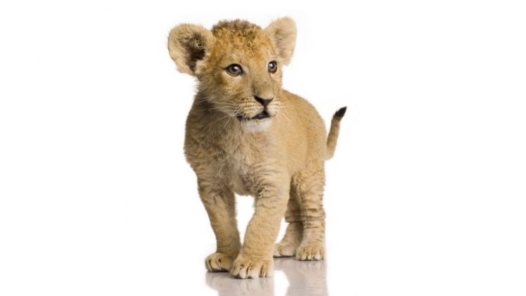 animals, Wildlife, Lions, Baby, Animals HD Wallpaper Desktop Background