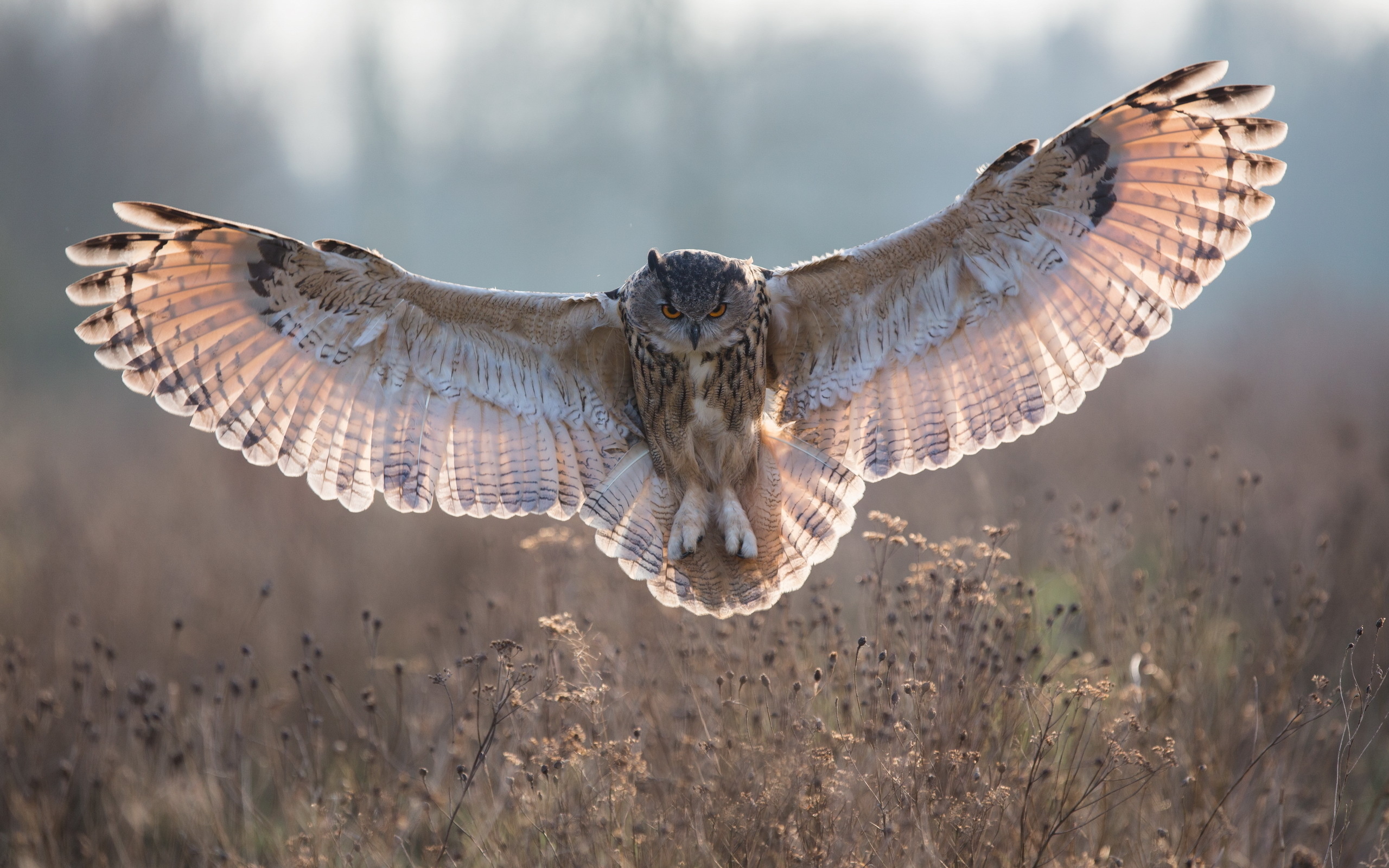 owl, Feathers, Wings Wallpaper