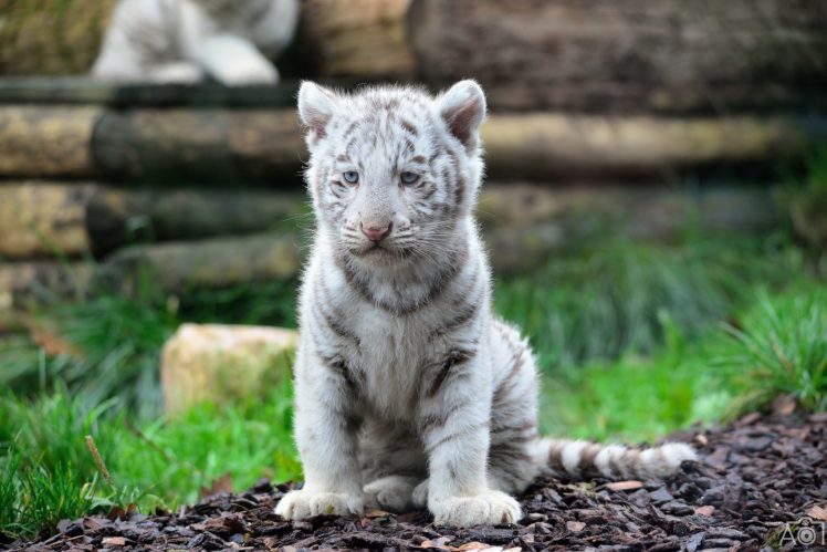 adorable, Baby, Tiger, Cub, Cat, Wild, Cat, Predator, Muzzle HD Wallpaper Desktop Background