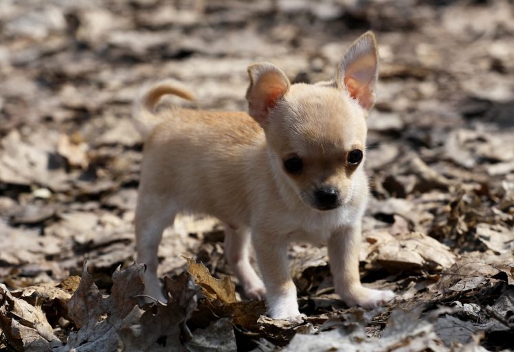 baby, Dog, Puppy, Chihuahua HD Wallpaper Desktop Background
