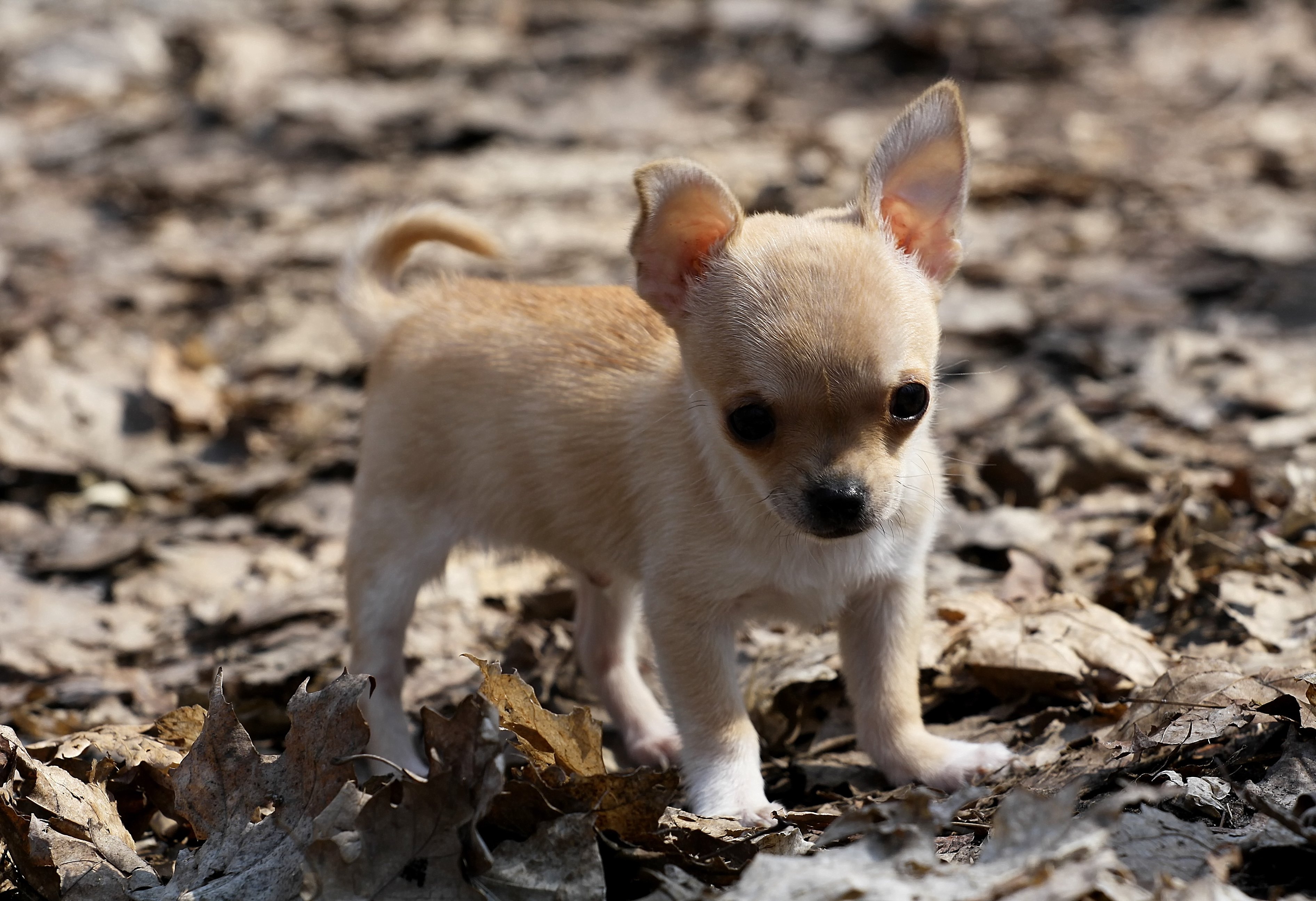 baby, Dog, Puppy, Chihuahua Wallpaper