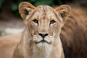 big, Cats, Lion, Cubs, Whiskers, Glance, Snout, Animals