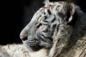 white, Tiger, Tiger, Tiger, Baby, Face, Profile, Fur