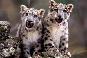 snow, Leopards, Baby, Animals