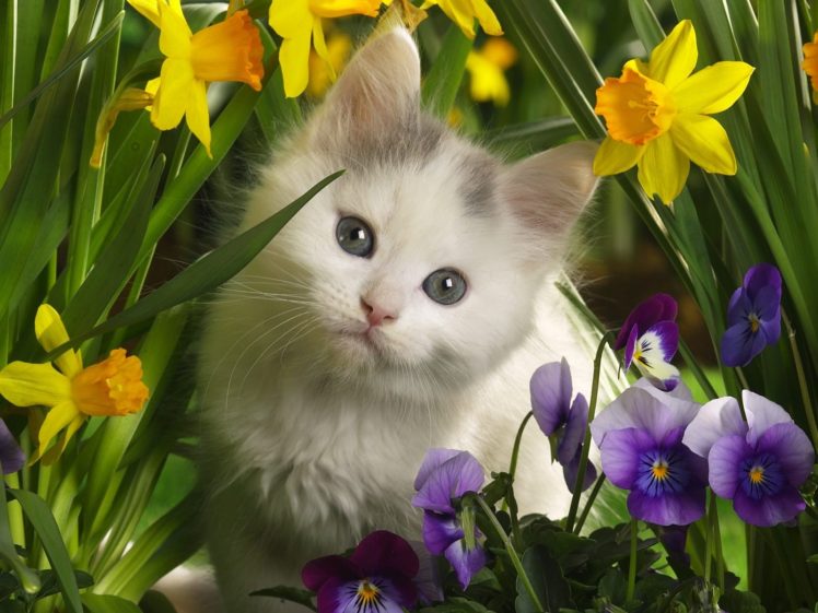 cats, Kittens, Daffodils, Pansies, Baby, Animals HD Wallpaper Desktop Background