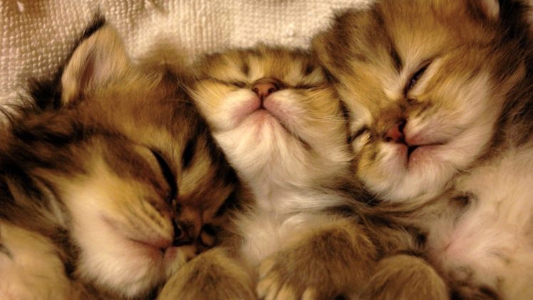 cats, Animals, Sleeping, Feline, Kittens, Pets HD Wallpaper Desktop Background