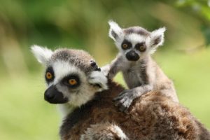 lemur, Primate, Madagascar,  4